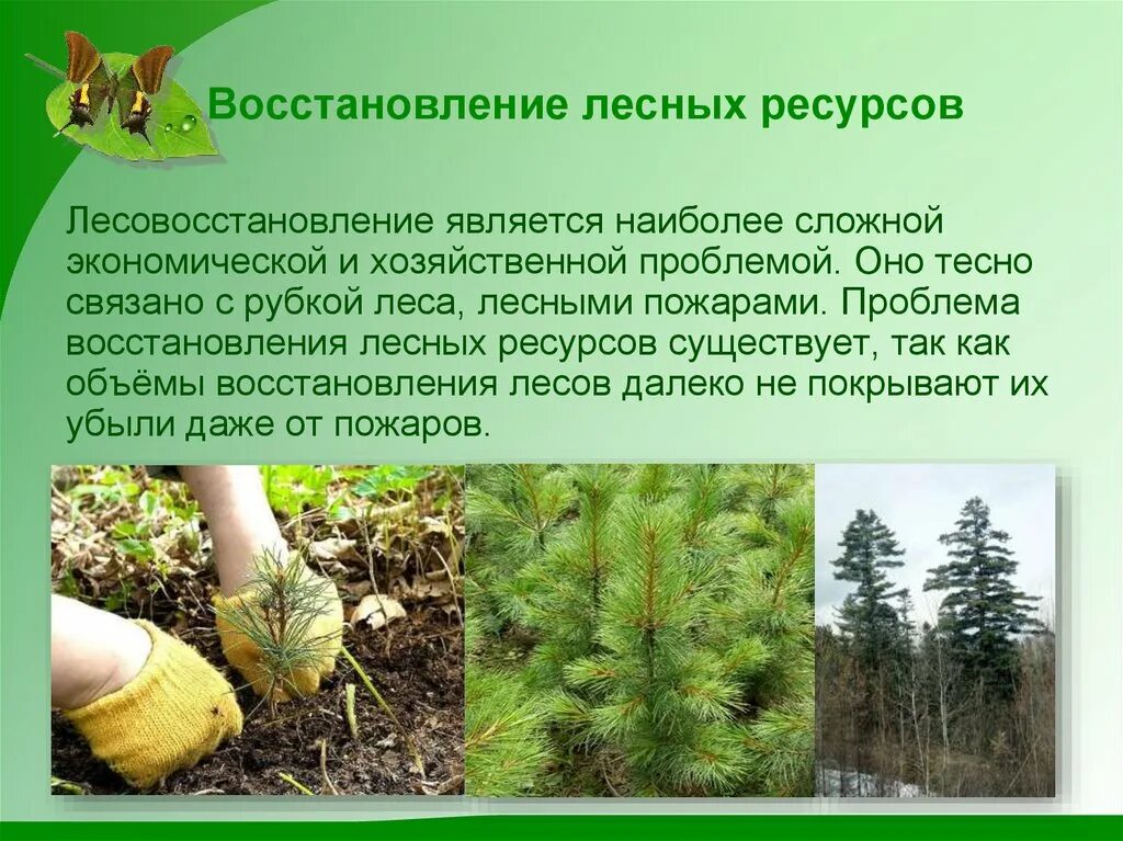 Примеры использования леса. Использование лесных ресурсов. Земельные ресурсы леса. Рациональное использование лесных ресурсов. Лесные ресурсы рациональное использование.