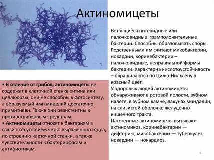 Таксономия актиномицетов