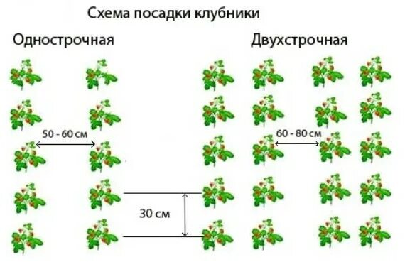 Посадка клубники расстояние между кустами и рядами. Посадка голубики схема посадки. Схема посадки клубники в открытом грунте. Схема посадки клубники в теплице в грунт. Схема посадки голубики расстояние между кустами.