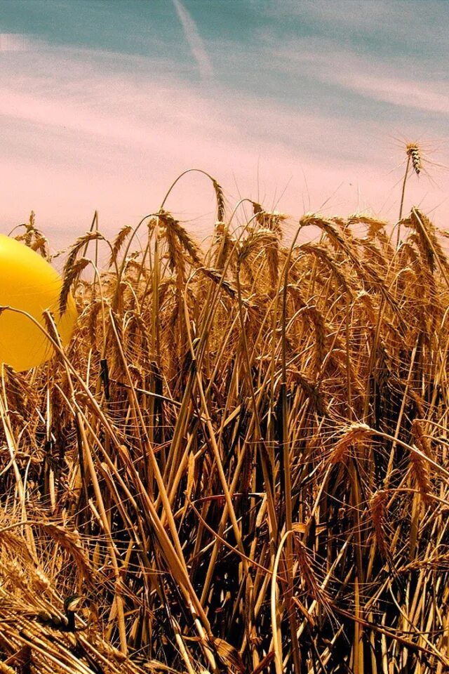 Воздушный шар. Воздушный шар в поле. Воздушный шар над полем. Воздушный шар с корзиной. Воздушные шары над полем.