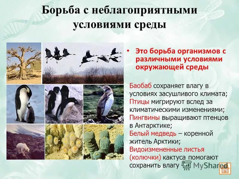 борьба с неблагоприятными условиями окружающей среды. борьба с неблагоприятными условиями примеры. борьба с неблагоприятными факторами внешней среды. борьба за существование с неблагоприятными условиями среды. борьба с неблагоприятными условиями среды.