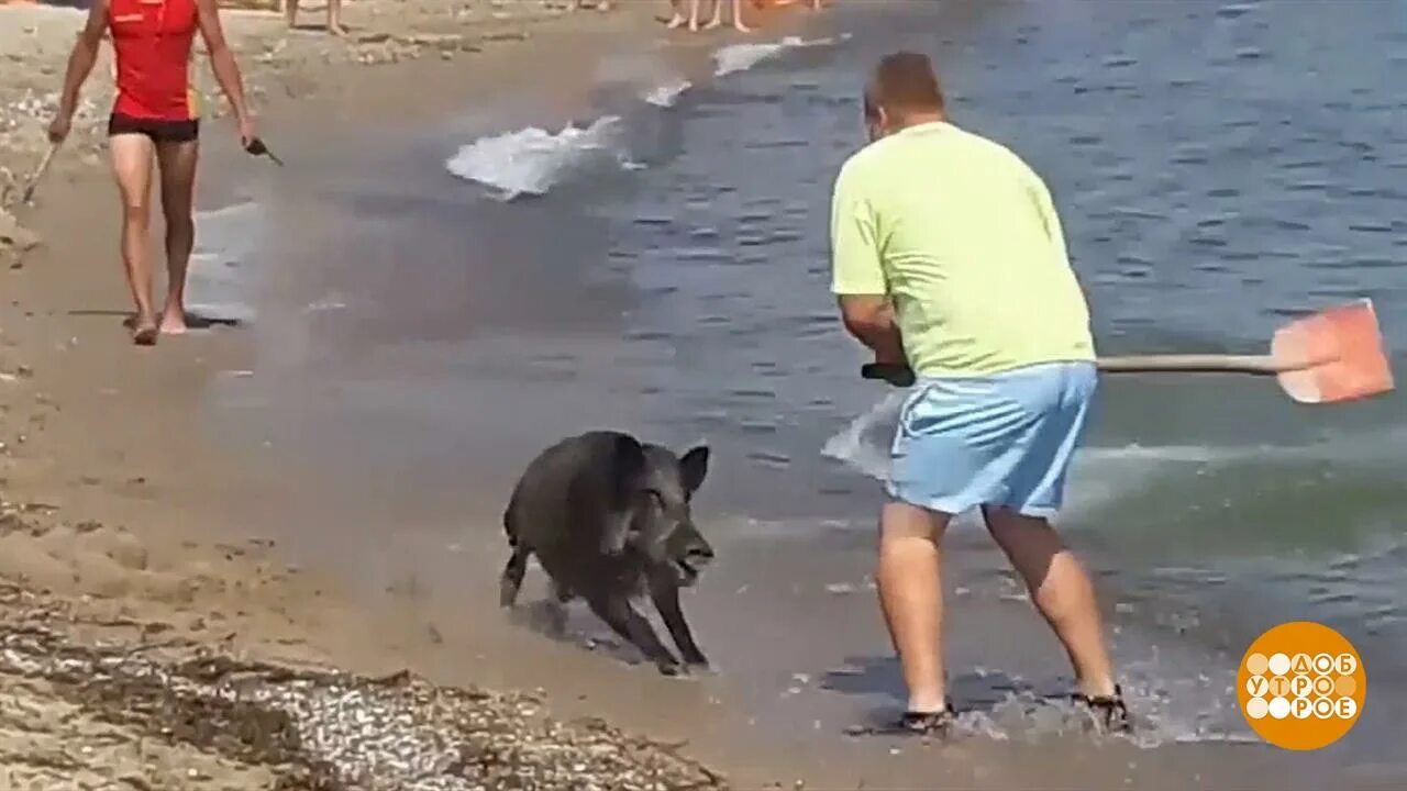 Видео кабана и добро. Кабан и добрый. Кабан и добрый в жизни. Лицо кабана и доброго в реальной жизни. Кабаны в Хайфе.