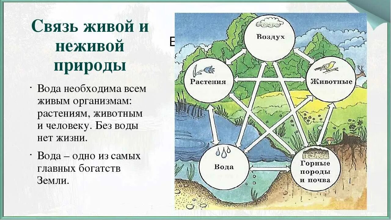 Взаимодействие между живой природой. Взаимосвязь живой и неживой природы. связь между живой и неживой природой схема. схема взаимосвязи живой и неживой природы. схема взаимодействия неживой природы живой природы.
