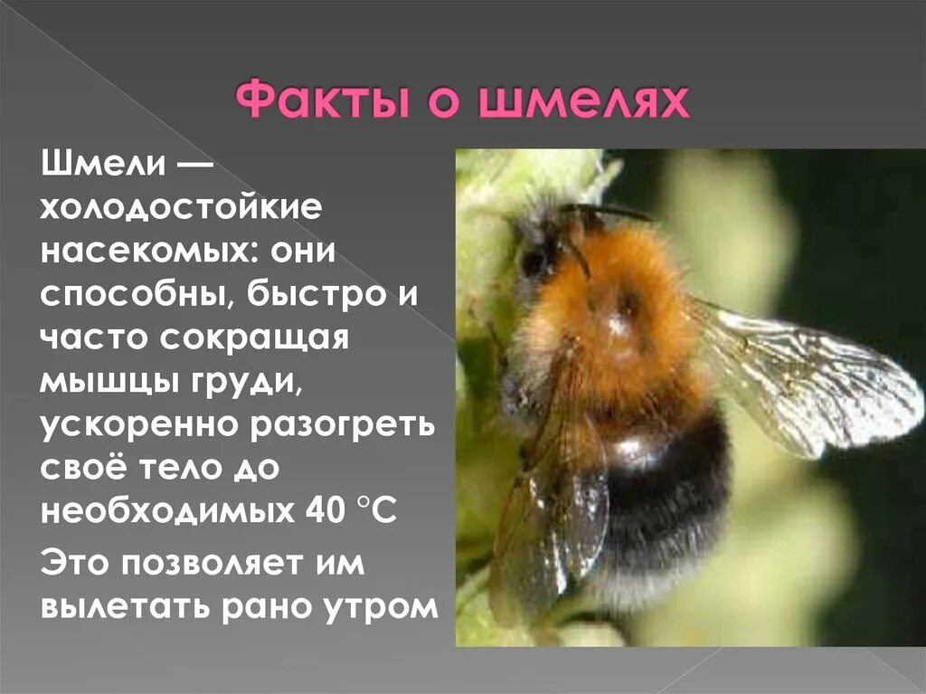 Шмель презентация. Интересные факты о шмелях. Доклад о Шмеле. Презентация про шмеля 2 класс. Сообщение о шмелях 2 класс окружающий мир