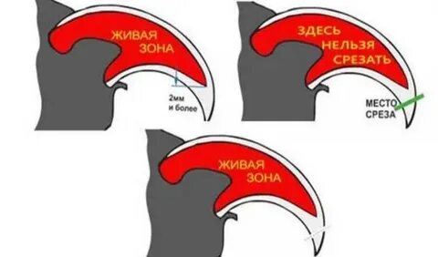 Отрезать ногти кошке
