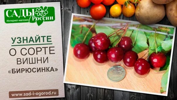 Сорт вишни бирюсинка. Вишня бирюсинка. вишня бирюсинка описание. вишня бирюсинка фото.