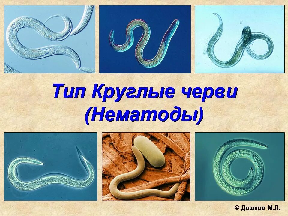 Круглые черви 3 типа. Тип круглые черви нематоды. Круглые черви, класс Nematoda;. Представители круглых червей нематоды. Тип круглые черви класс нематоды представители.