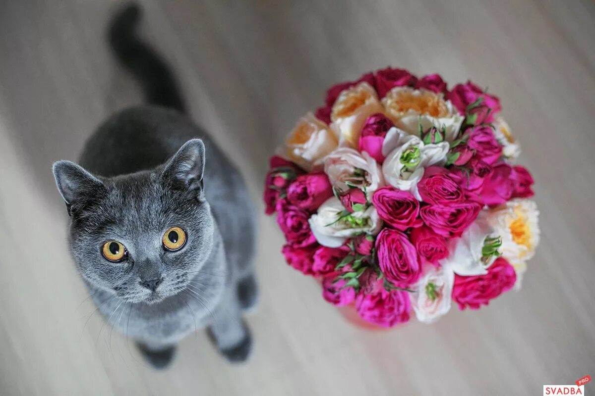 кошка с букетом. кошечка с розой. котик с букетом цветов. кот с букетом. кот с букетом цветов.
