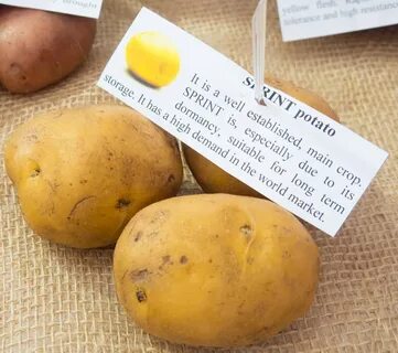 Вега картофель характеристика отзывы вкусовые качества фото