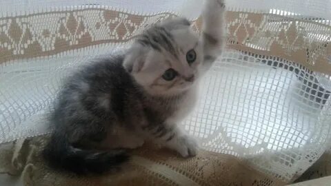 Котята авито самара