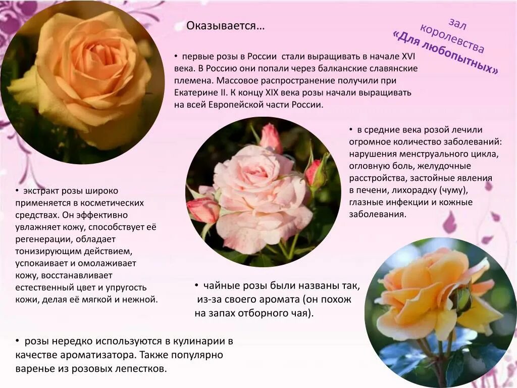 Почему розу назвали розой. Описание цветка розы. Полезные свойства розы.