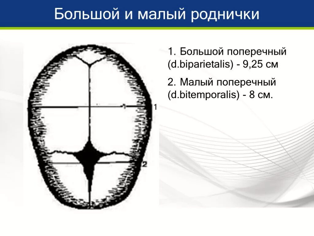 Большой и малый Родничок. Малый Родничок и большой Родничок. Большой и малый Родничок плода. Малый Родничок образован.