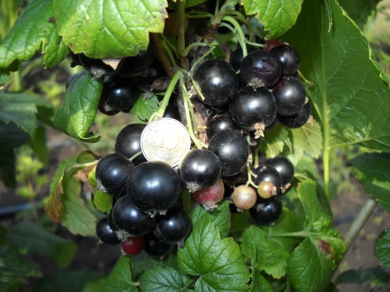 Смородина черная селеченская 2. Смородина чёрная силеченская. Смородина черная "селечинская". Сорт смородины 2. Селеченская с3.
