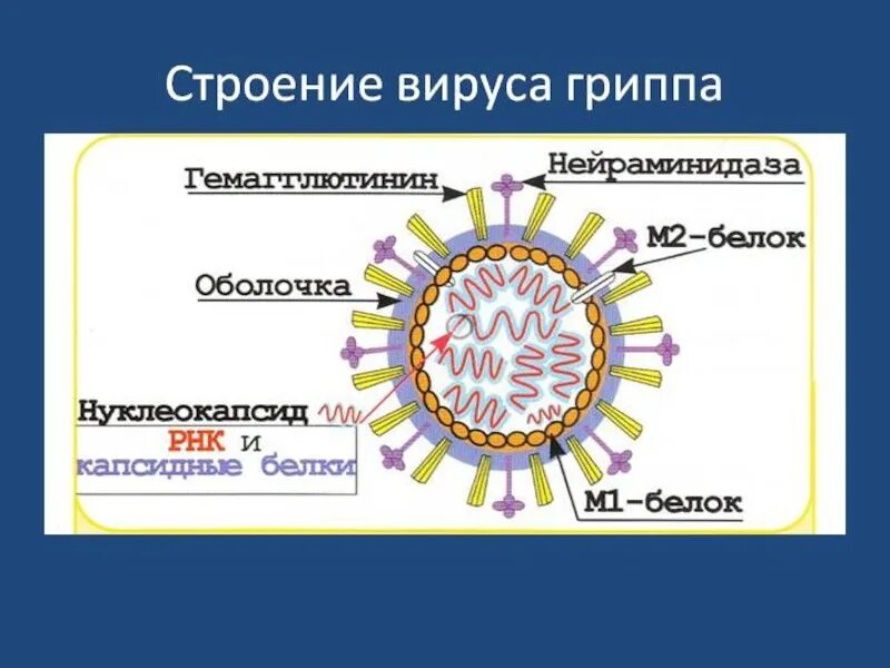 Возбудитель грипп орви. Структура вируса гриппа микробиология. Строение вирусов микробиология. Коронавирус строение вируса. Строение вируса ОРВИ.