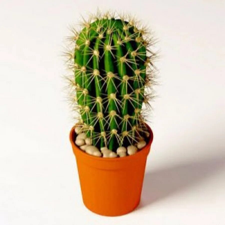 Artificial Office Desk Decoration Cactus Cactus Plant Trees Decorative Flowers &