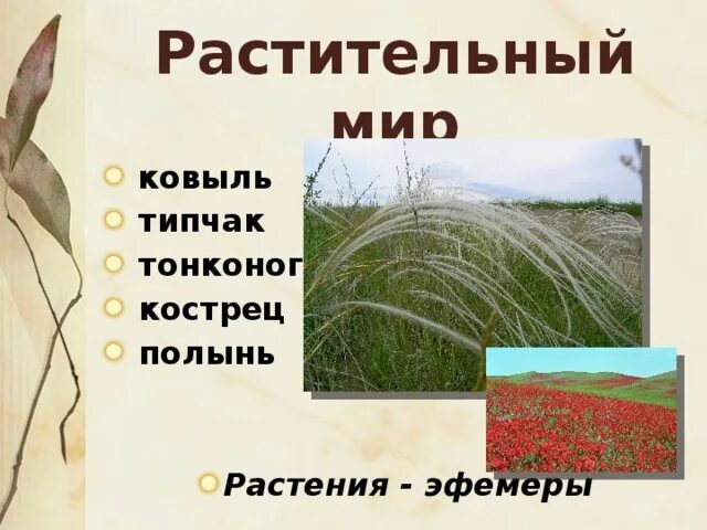 Где в какой природной зоне растет ковыль. Растительность степи. Растения эфемеры. Растения эфемеры характерны для зоны степей. Эфемеры примеры.