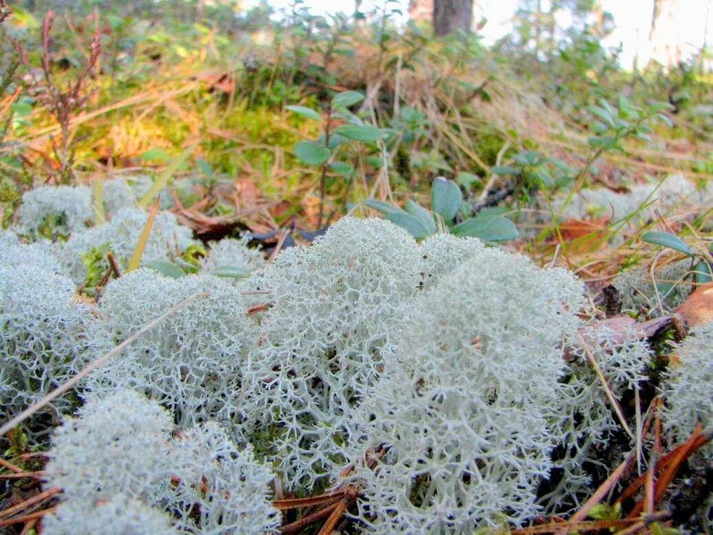 Plant north. Олений мох кладония. Лишайник ягель в тундре. Кладония Альпийская. Растения тундры ягель.