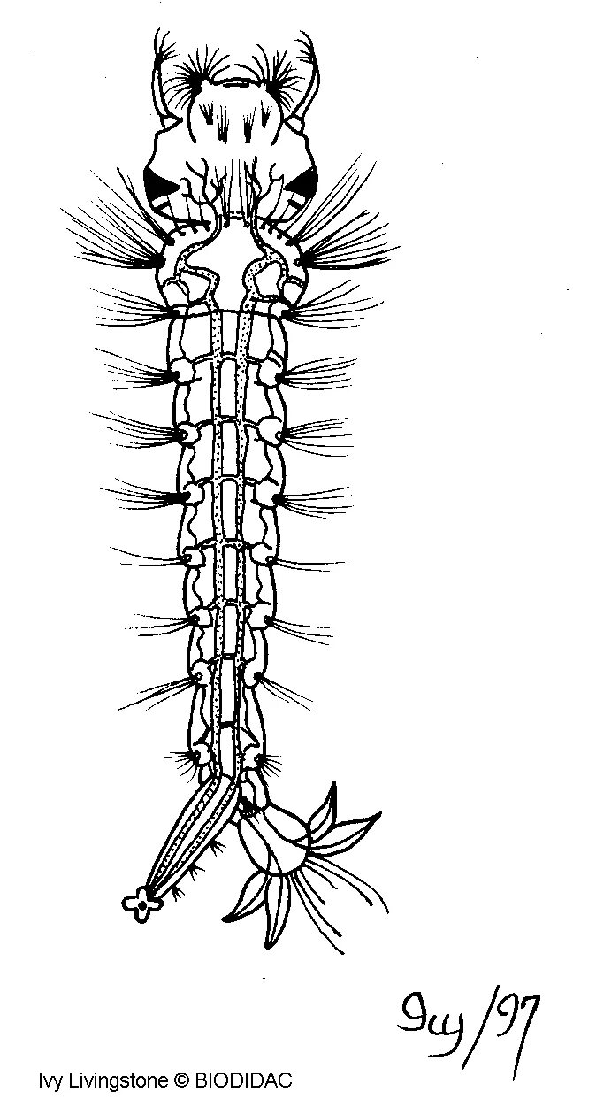 Личинка стрекозы буквы. Личинка Стрекозы рот. Наколки в стиле Larva.