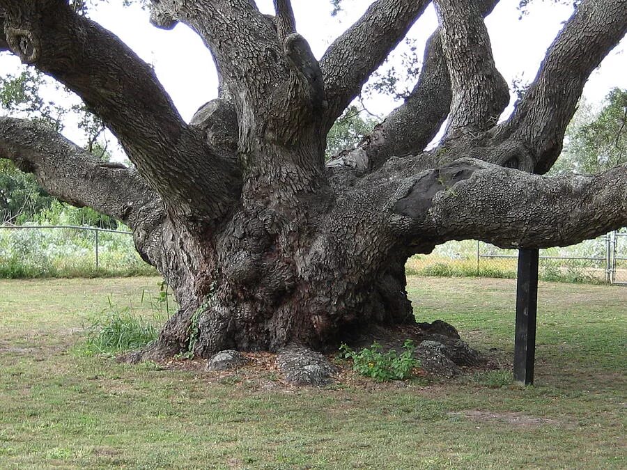 Old oak tree
