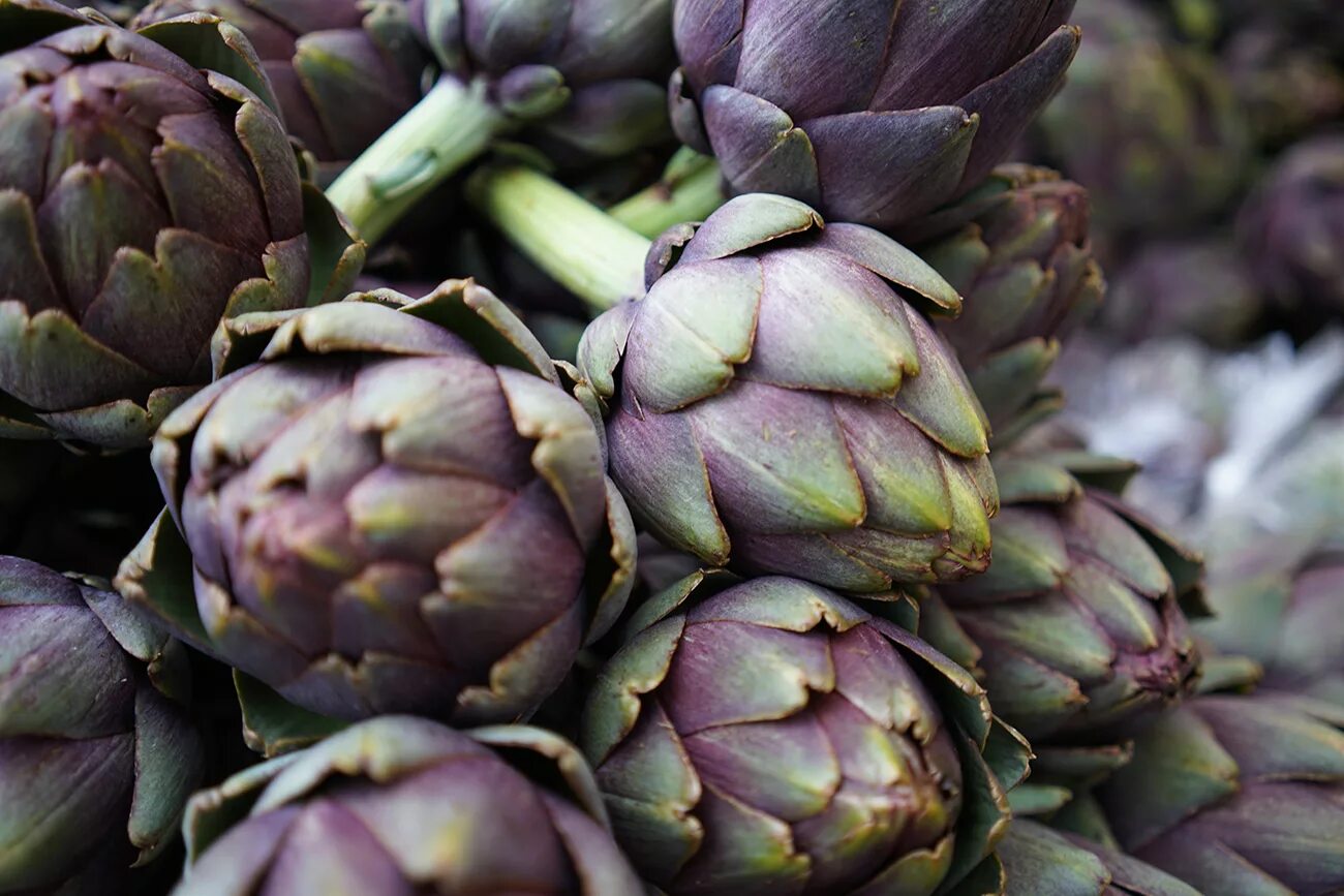 Артишок какой. Постер артишок. Артишок фото. Артишок какой. Артишок какой.