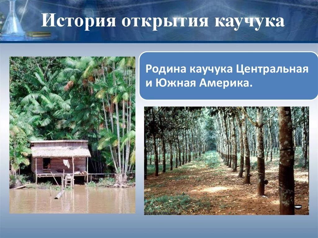 Каучук районы выращивания. Родина натурального каучука. Родина каучуконосов. История каучука. Дерево источник каучука.