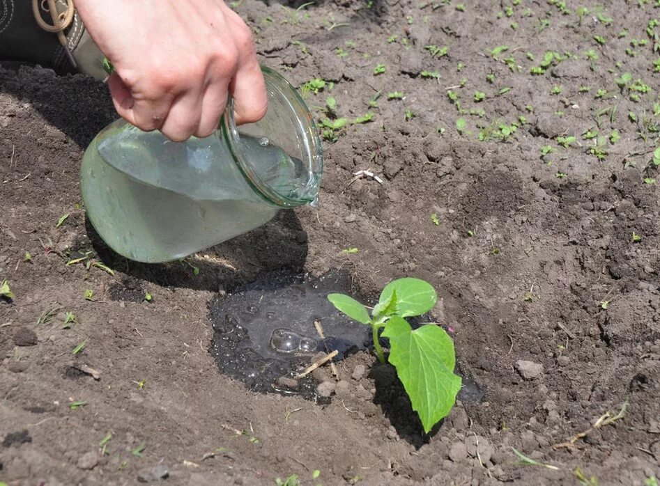 Чем подкормить рассаду огурцов после. Полив и подкормка огурцов. Удобрение для огурцов. Рассада огурцов в теплице. Посадка рассады огурцов в огуречник.