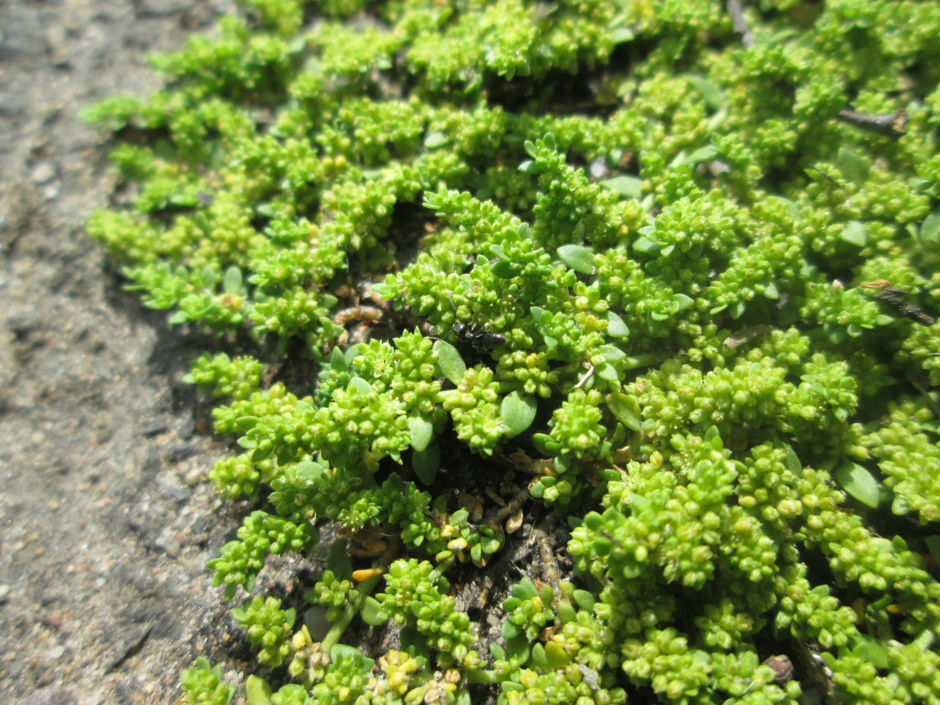 Трава грыжник. Грыжник гладкий (herniaria glabra). Трава грыжник. Грыжник. Грыжник.