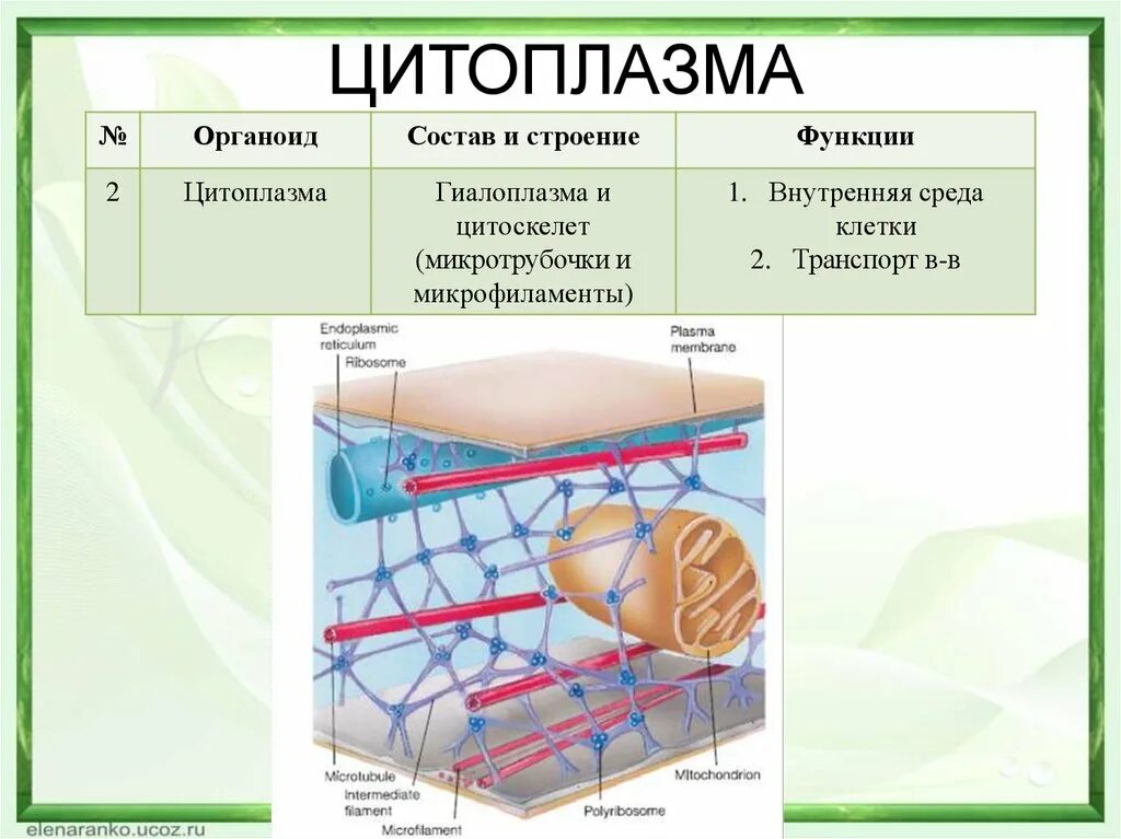 Структура клетки цитоплазма строение функции. Строение и функции структур цитоплазмы. Строение клеточной цитоплазмы. Цитоплазма состав и функции. Функции цитоплазмы органоида клетки