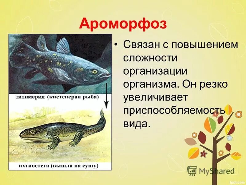 Формирования ароморфозов в эволюции хордовых животных. Формирования ароморфозов в эволюции хордовых животных