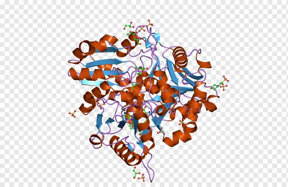 Pdb protein. 3d структура. Ферменты. Ферменты без фона. Protein structure.