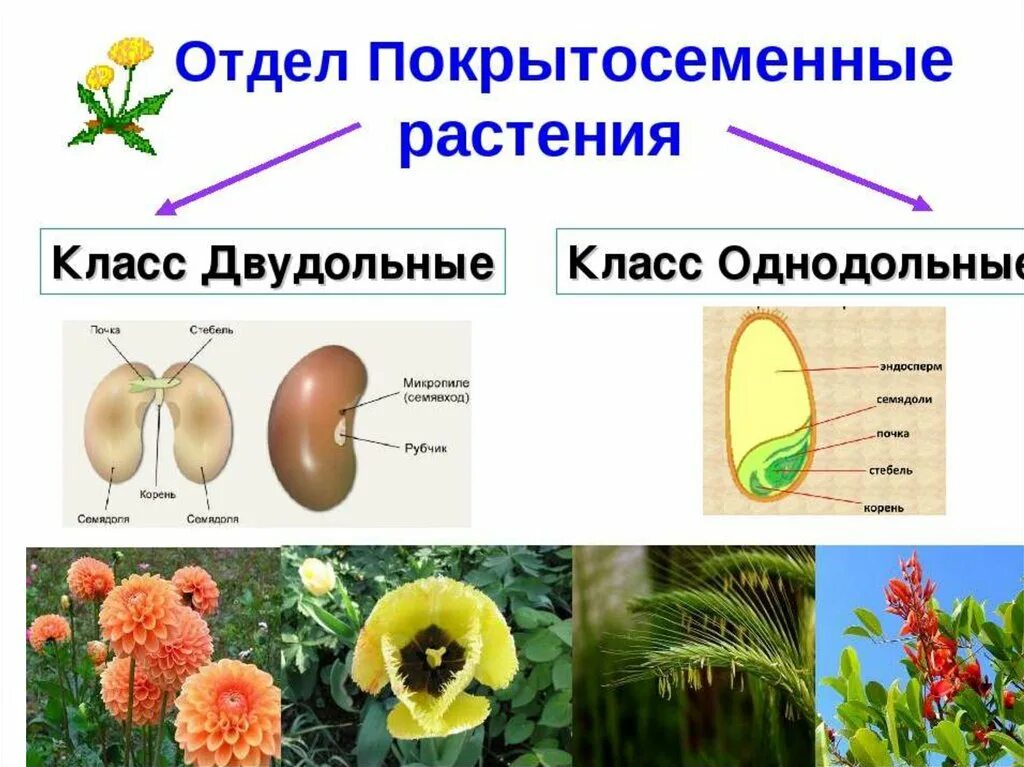 Покрытосеменные растения класс двудольные. Покрытосеменные растения Однодольные и двудольные. Отдел цветковые класс двудольные. Строение семени покрытосеменных растений.