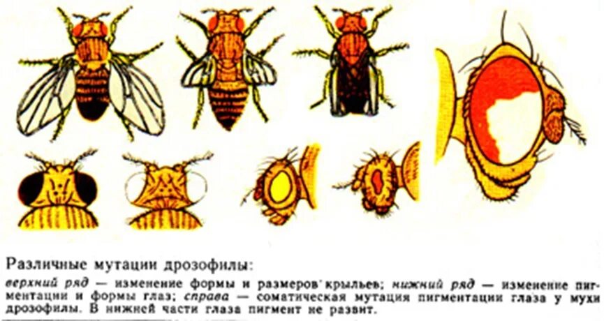 Какие причины могут вызвать мутации у дрозофил. Мутации крыльев дрозофилы. Бескрылая форма дрозофилы вид мутации. Дрозофила Меланогастер мутации глаза. Схема строения мушки дрозофила.