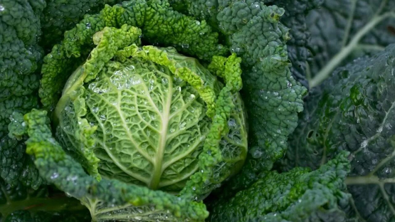 Савойская капуста выращивание и уход. Капуста brassica oleracea. савойская капуста семена. капуста савойская морама f1 ().