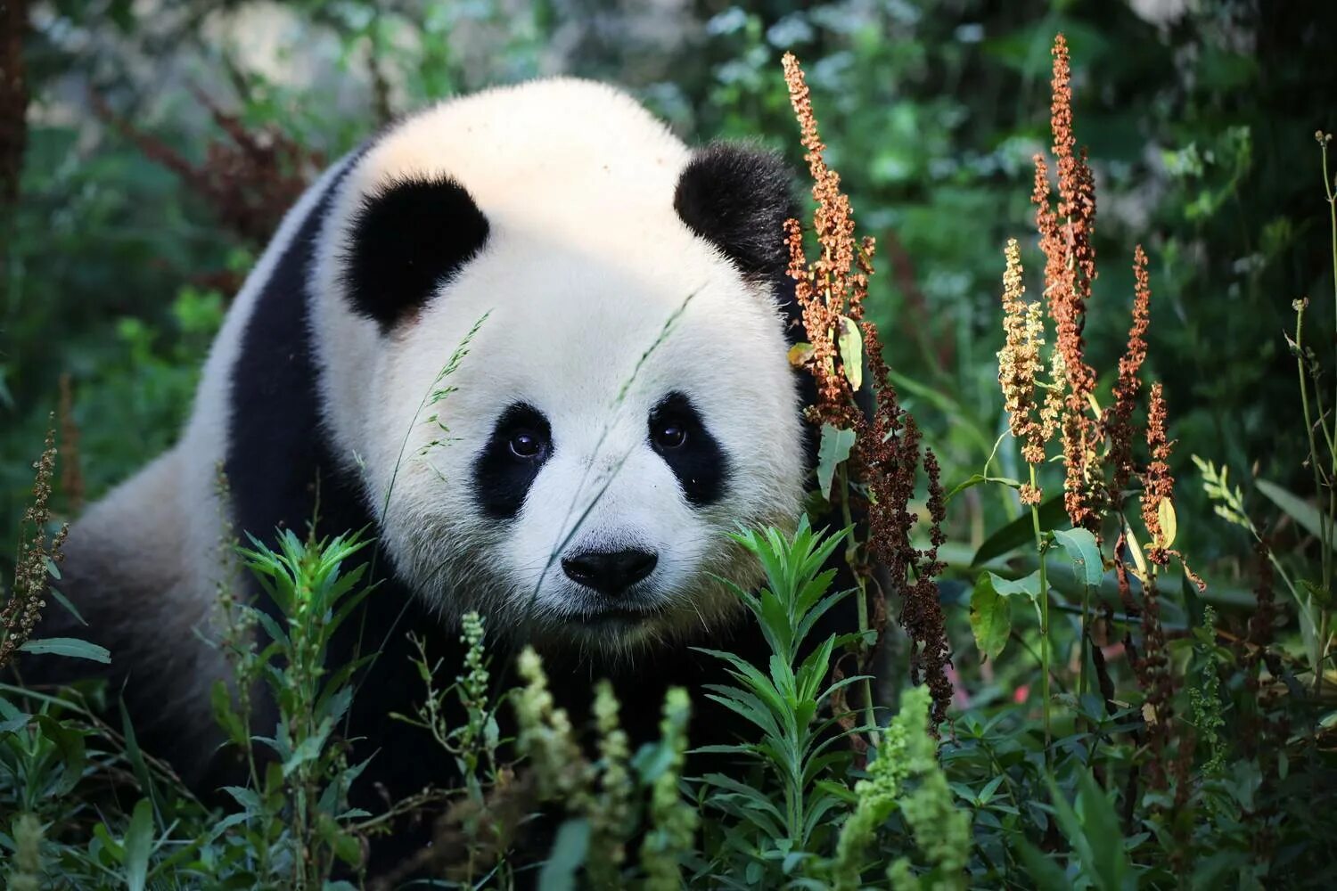 Panda n
