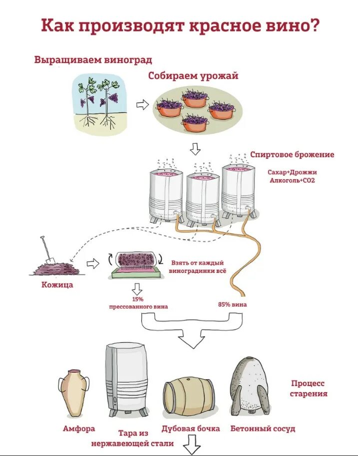 Схема производства вина красное и белое. Виноделие этапы производства вина. Этапы производства красного вина. Технология производства вина винодельня. Производство красного вина