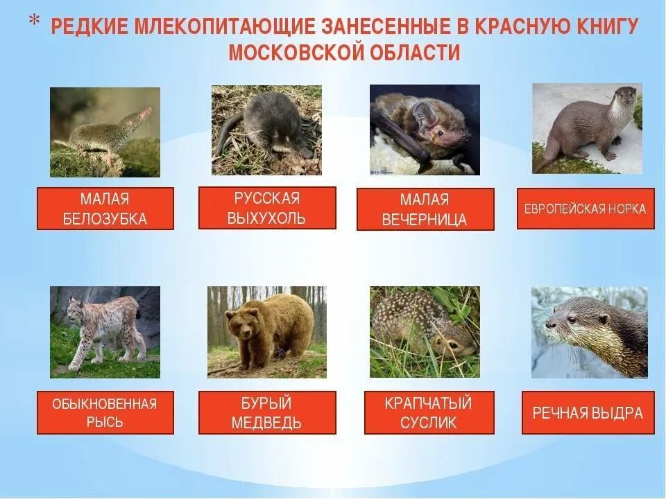 Название животных которые нуждаются в охране