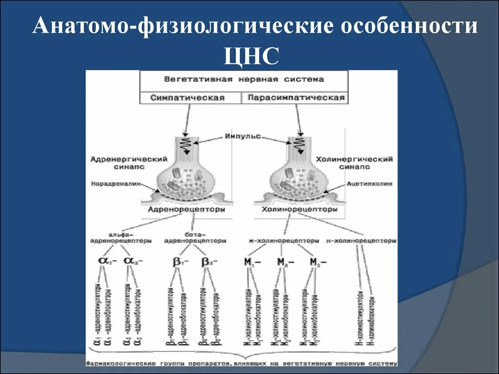 Анатомофищиологические особенности ЦНС. Анатомо физиологические особенности ЦНС. Анатомо-функциональные особенности ЦНС. Анатомо физиологическое строение ЦНС.