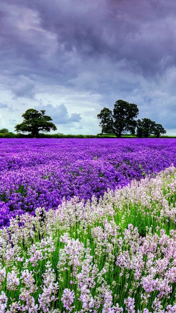 Ghim trên Nature & her Beauty Nhiếp ảnh thiên nhiên, Thiên nhiên tuyệt vời, Tạo 