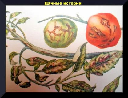 Стрик