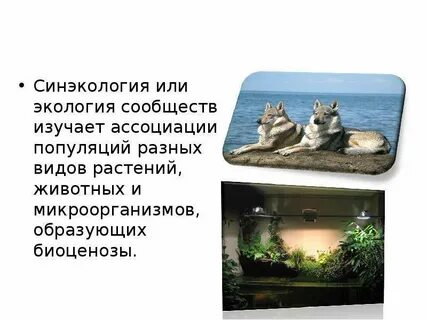 Экология сообществ изучает