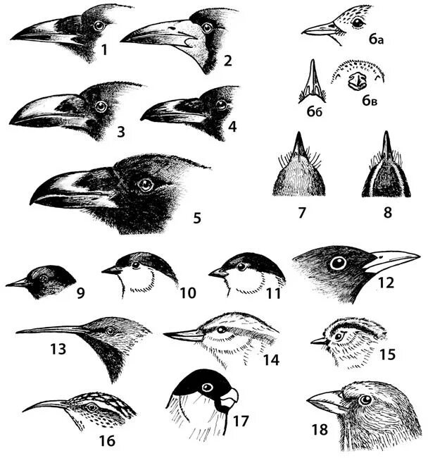 Разнообразие клювов. Клювы воробьинообразных птиц. Строение клюва воробьинообразных. Клюв стрижа строение снизу. Формы клюва у птиц.