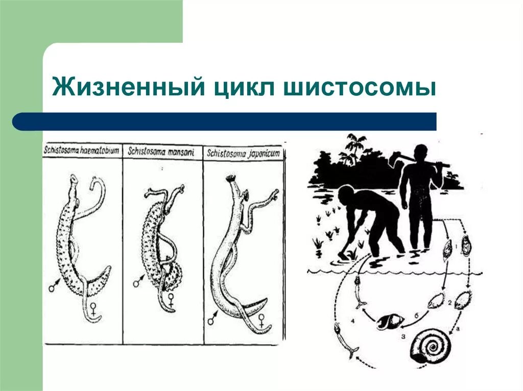 Шистосома кровяная жизненный цикл. Шистосома гематобиум жизненный цикл. Shistosoma mansoni жизненный цикл. Schistosoma SPP жизненный цикл.