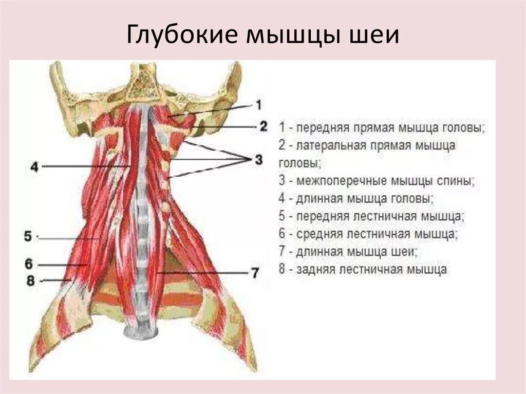 Мышцы шеи анатомия. Разгибатели шеи мышцы анатомия. Мышцы шеи сзади анатомия. Мышцы шеи анатомия глубокие мышцы. Глубокие мышцы головы и шеи анатомия.