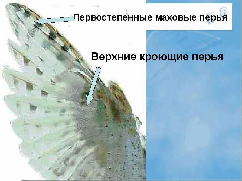 Как растут перья. Маховые перья. первостепенные маховые перья. маховые перья у птиц. маховые крылья птиц.
