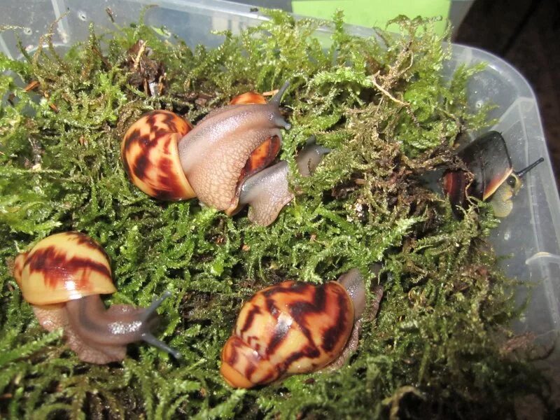 Домик для улитки. Улитка ахатина террариум. террариум для улитки ахатины. ахатины в аквариуме. ахатина иммакулята террариум.