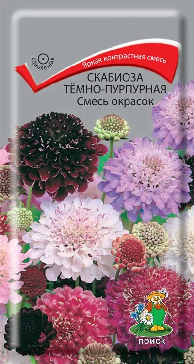 Скабиоза купить семена. Скабиоза пурпурная смесь. Скабиоза пурпурная хрусталь махровая. Семена скабиоза пурпурная. Скабиоза многолетняя семена.