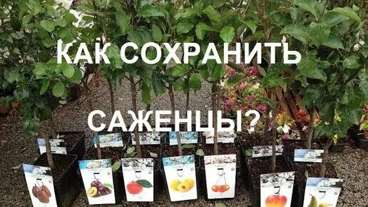 Как сохранить саженцы до посадки поиск. Как сохранить саженцы. как сохранить саженцы до посадки. хранение саженцев до посадки. как магазины хранят саженцы.