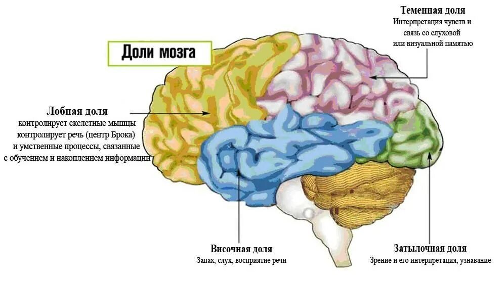 Области доли мозга. Доли головного мозга. Эмоции в головном мозге. Доли и отделы мозга.