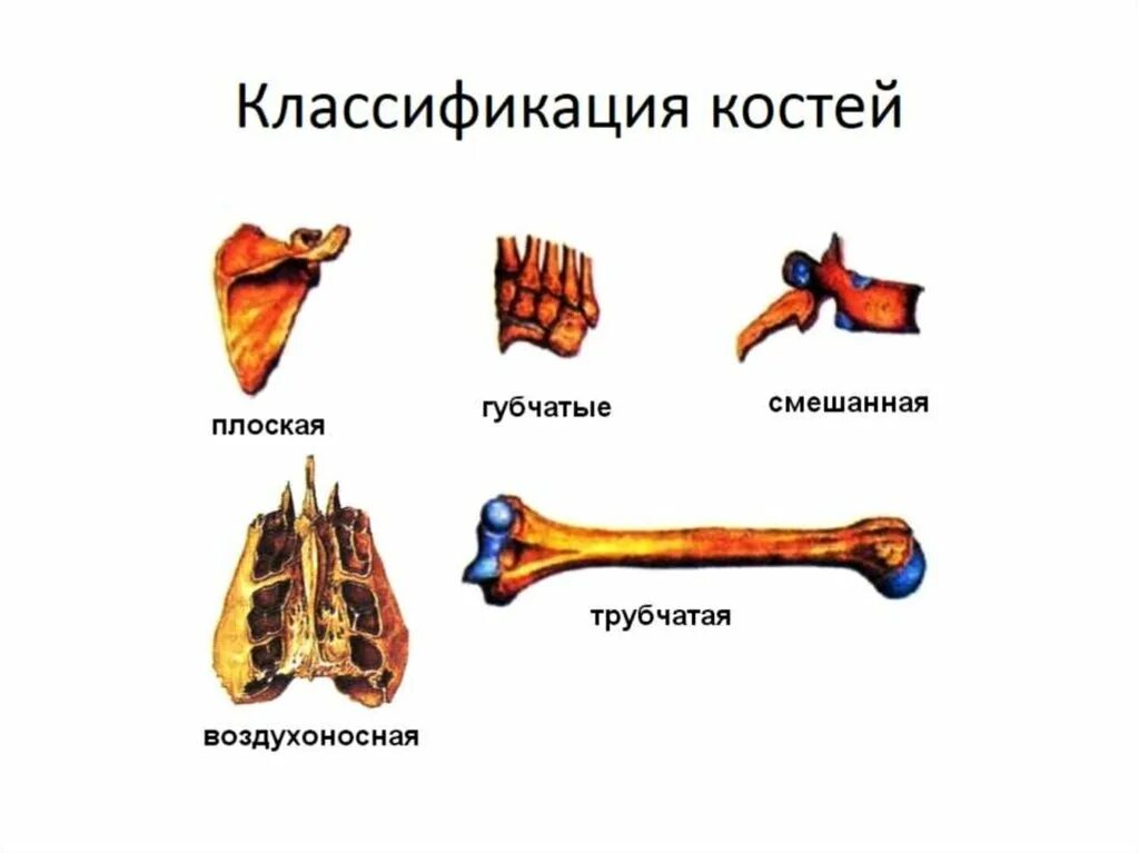 К какому типу костей относится. Классификация костей трубчатые губчатые смешанные. кости трубчатые губчатые плоские смешанные. типы костей трубчатые губчатые плоские. классификация костей: трубчатые, губчатые, плоские, смешанные..