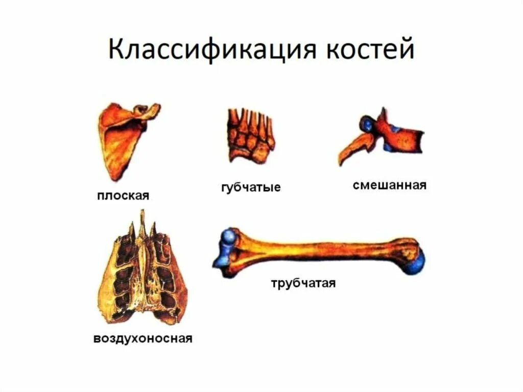 Губчатые кости кости конечностей. Классификация костей трубчатые губчатые смешанные. Кости трубчатые губчатые плоские смешанные. Типы костей трубчатые губчатые плоские. Классификация костей: трубчатые, губчатые, плоские, смешанные..